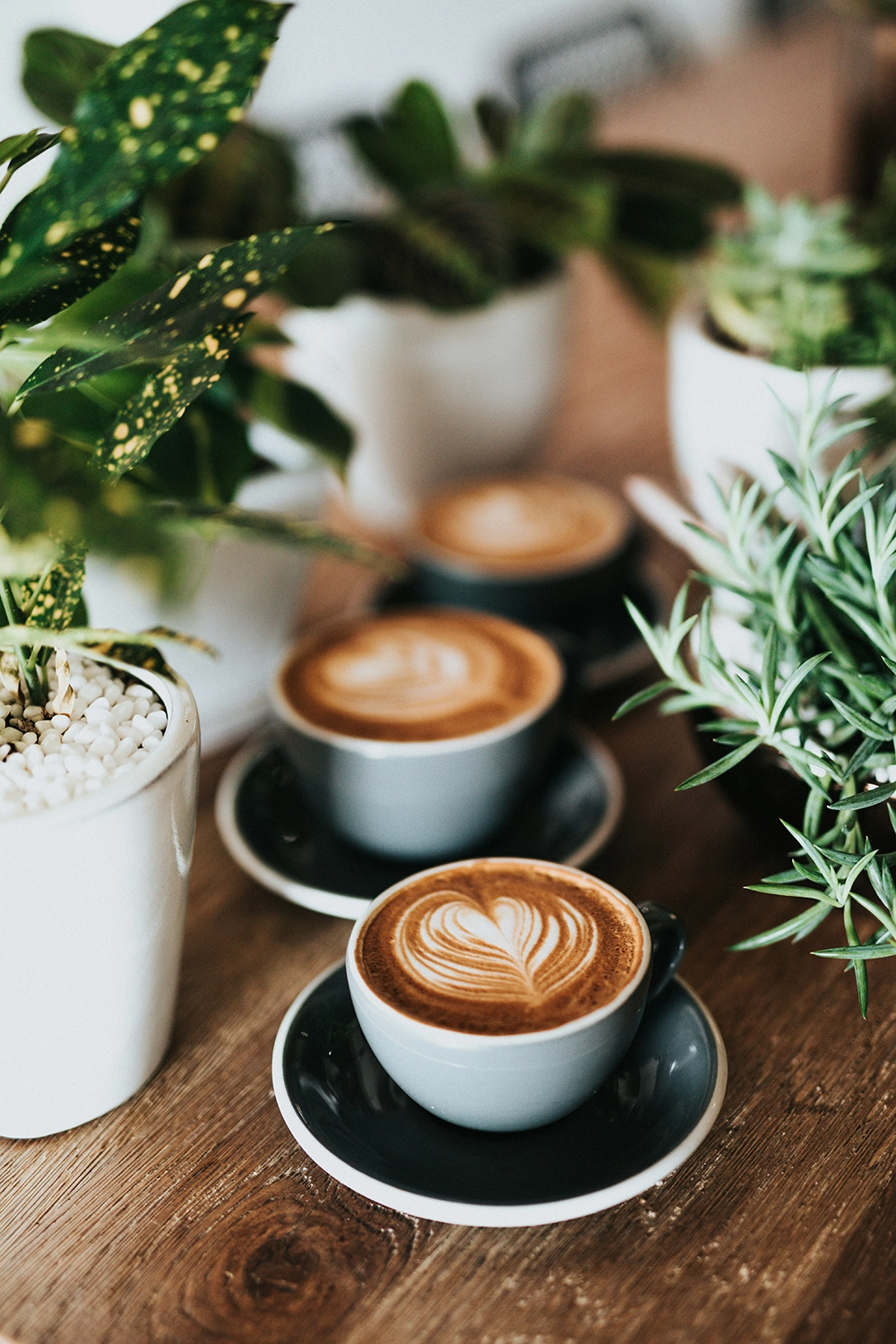 caffe